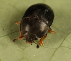 Meligethes flavimanus