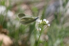 Leptidea duponcheli
