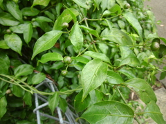Gynochthodes jasminoides