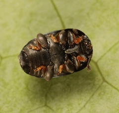 Meligethes flavimanus