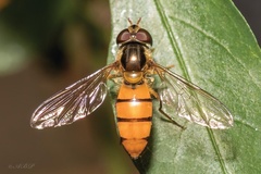 Episyrphus trisectus