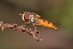 Episyrphus trisectus