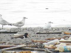 Ichthyaetus melanocephalus