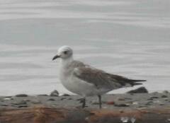 Ichthyaetus melanocephalus