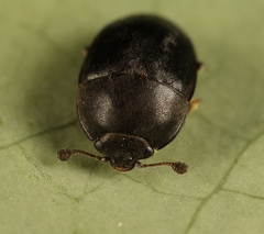 Meligethes flavimanus