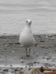 Ichthyaetus melanocephalus