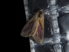 Eublemma cochylioides