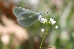 Leptidea duponcheli