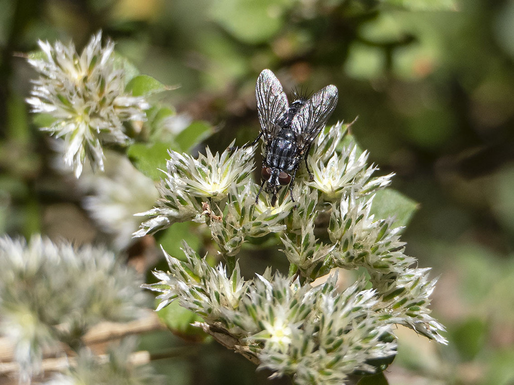 Blaesoxipha rufipes