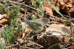 Leptidea duponcheli