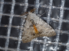 Calliteara pura