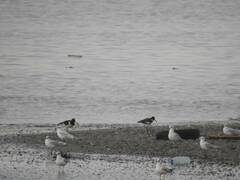 Haematopus ostralegus
