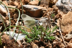 Leptidea duponcheli