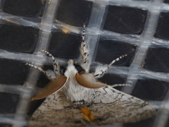 Calliteara pura