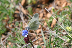 Leptidea duponcheli