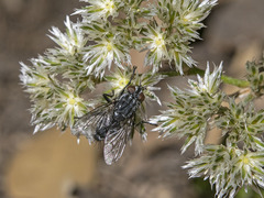 Blaesoxipha rufipes