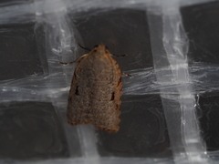 Meritastis piperata