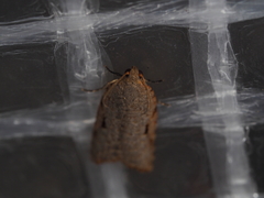 Meritastis piperata