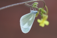 Leptidea duponcheli