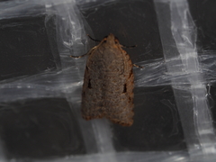Meritastis piperata
