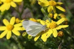 Leptidea duponcheli