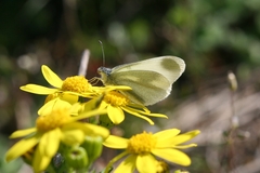 Leptidea duponcheli