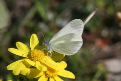 Leptidea duponcheli