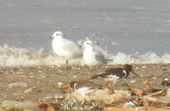 Haematopus ostralegus