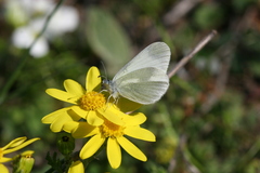 Leptidea duponcheli