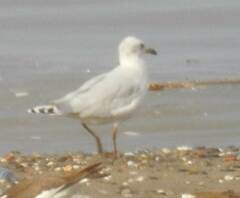 Ichthyaetus melanocephalus