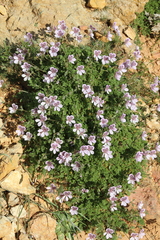 Erodium glandulosum