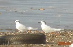 Thalasseus sandvicensis