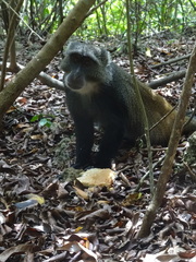 Cercopithecus mitis albogularis