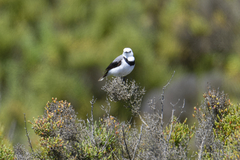Epthianura albifrons