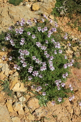 Erodium glandulosum