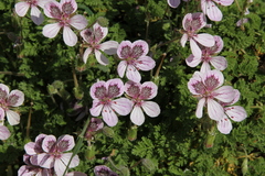 Erodium glandulosum