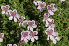 Erodium glandulosum