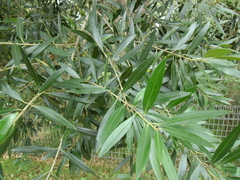Olea europaea