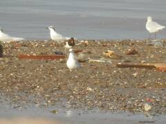 Ichthyaetus melanocephalus