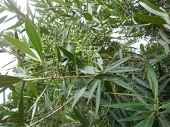 Olea europaea