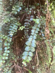 Metrosideros diffusa