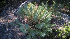 Euphorbia rigida