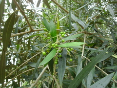 Olea europaea