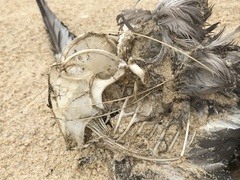 Procellariidae