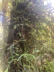 Metrosideros diffusa