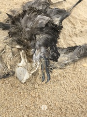 Procellariidae