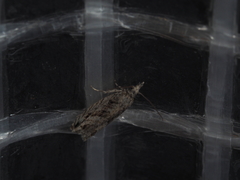 Holocola thalassinana