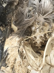 Procellariidae