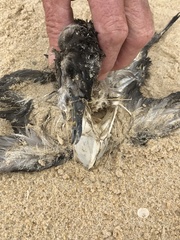 Procellariidae