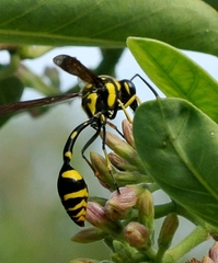 Phimenes arcuatus